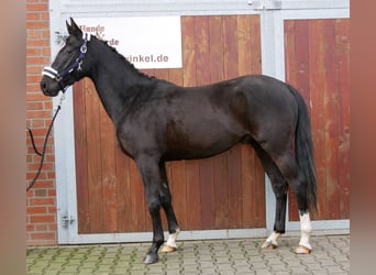 Meer warmbloeden, Ruin, 3 Jaar, 155 cm, Zwart