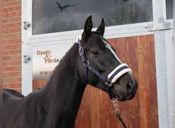 Meer warmbloeden, Ruin, 3 Jaar, 155 cm, Zwart