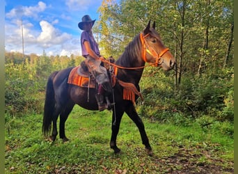 Meer warmbloeden, Ruin, 3 Jaar, 157 cm, Donkerbruin