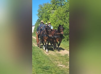 Meer warmbloeden, Ruin, 3 Jaar, 160 cm, Bruin