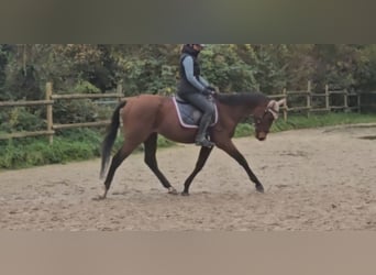 Meer warmbloeden, Ruin, 3 Jaar, 160 cm, Bruin