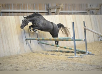 Meer warmbloeden, Ruin, 3 Jaar, 161 cm, Zwartschimmel