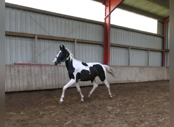 Meer warmbloeden, Ruin, 3 Jaar, 162 cm, Gevlekt-paard