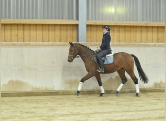 Meer warmbloeden, Ruin, 3 Jaar, 163 cm, Bruin