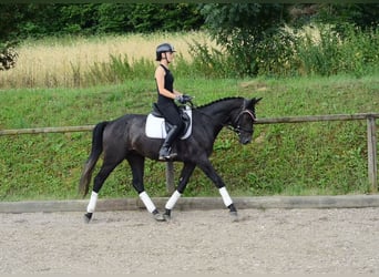 Meer warmbloeden, Ruin, 3 Jaar, 164 cm, Zwartschimmel