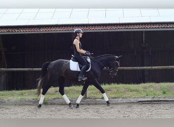 Meer warmbloeden, Ruin, 3 Jaar, 164 cm, Zwartschimmel