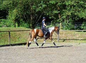 Meer warmbloeden, Ruin, 3 Jaar, 165 cm, Gevlekt-paard