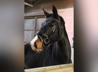 Meer warmbloeden, Ruin, 3 Jaar, 165 cm, Zwart