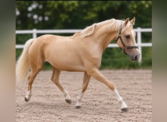 Meer warmbloeden, Ruin, 3 Jaar, 166 cm, Palomino