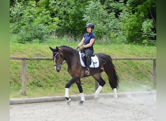 Meer warmbloeden, Ruin, 3 Jaar, 167 cm, Bruin