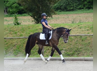 Meer warmbloeden, Ruin, 3 Jaar, 167 cm, Bruin