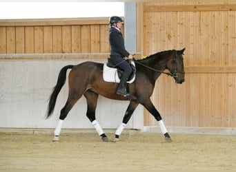 Meer warmbloeden, Ruin, 3 Jaar, 167 cm, Donkerbruin