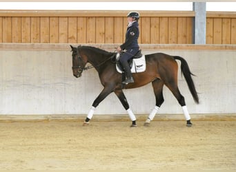 Meer warmbloeden, Ruin, 3 Jaar, 167 cm, Donkerbruin