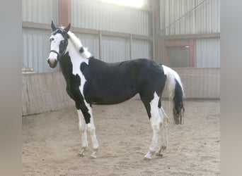 Meer warmbloeden, Ruin, 3 Jaar, 168 cm, Gevlekt-paard