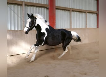 Meer warmbloeden, Ruin, 3 Jaar, 168 cm, Gevlekt-paard