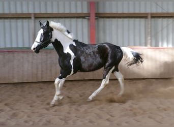 Meer warmbloeden, Ruin, 3 Jaar, 168 cm, Gevlekt-paard