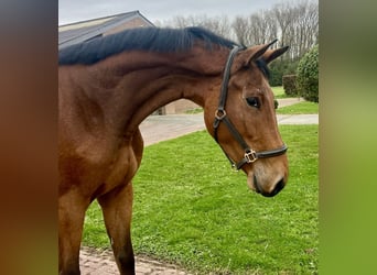 Weitere Warmblüter, Wallach, 3 Jahre, 175 cm, Brauner