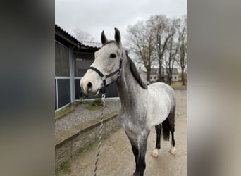 Meer warmbloeden, Ruin, 3 Jaar, Schimmel