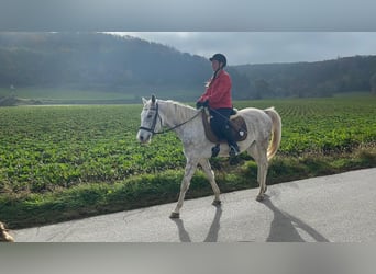 Meer warmbloeden Mix, Ruin, 4 Jaar, 150 cm, Appelschimmel