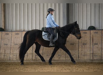 Meer warmbloeden, Ruin, 4 Jaar, 150 cm, Donkerbruin