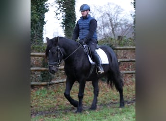 Meer warmbloeden, Ruin, 4 Jaar, 152 cm