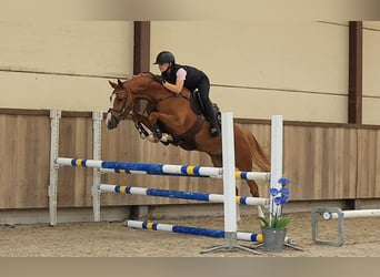 Meer warmbloeden, Ruin, 4 Jaar, 153 cm, Vos
