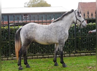 Meer warmbloeden Mix, Ruin, 4 Jaar, 154 cm