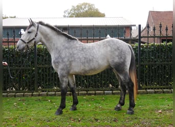 Meer warmbloeden Mix, Ruin, 4 Jaar, 154 cm