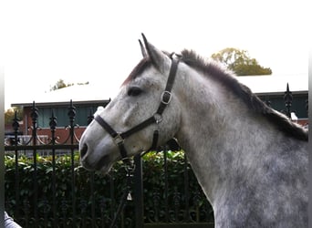 Meer warmbloeden Mix, Ruin, 4 Jaar, 154 cm