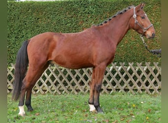 Meer warmbloeden, Ruin, 4 Jaar, 155 cm, Bruin