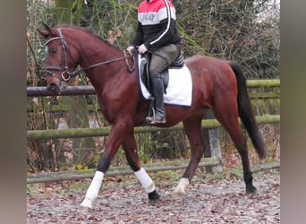 Meer warmbloeden, Ruin, 4 Jaar, 155 cm, Bruin