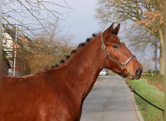 Meer warmbloeden, Ruin, 4 Jaar, 155 cm, Bruin