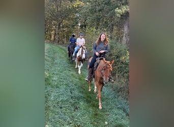 Meer warmbloeden, Ruin, 4 Jaar, 155 cm, Gevlekt-paard