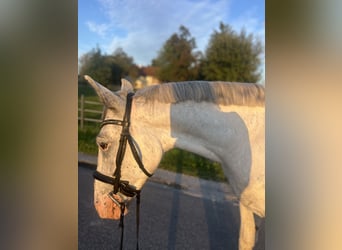 Meer warmbloeden, Ruin, 4 Jaar, 155 cm, Rood schimmel