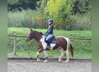 Meer warmbloeden, Ruin, 4 Jaar, 156 cm, Gevlekt-paard