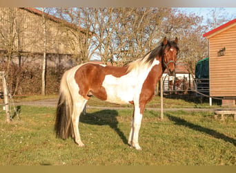 Meer warmbloeden Mix, Ruin, 4 Jaar, 158 cm, Gevlekt-paard