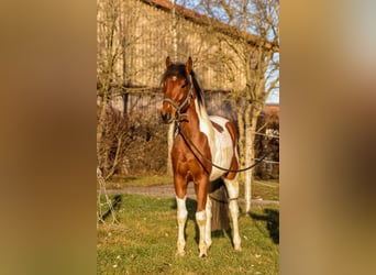 Meer warmbloeden Mix, Ruin, 4 Jaar, 158 cm, Gevlekt-paard