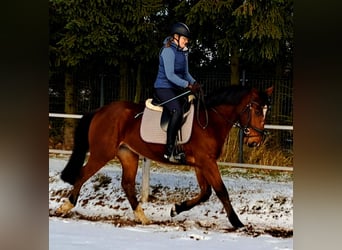 Meer warmbloeden, Ruin, 4 Jaar, 160 cm, Bruin