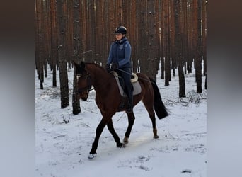 Meer warmbloeden, Ruin, 4 Jaar, 160 cm, Bruin