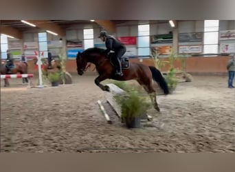 Meer warmbloeden, Ruin, 4 Jaar, 160 cm, Bruin