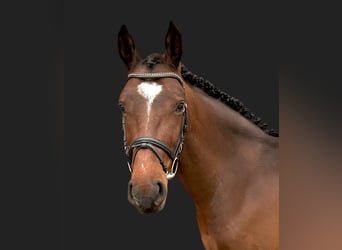 Meer warmbloeden, Ruin, 4 Jaar, 160 cm, Bruin