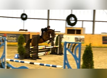 Meer warmbloeden, Ruin, 4 Jaar, 160 cm, Bruin