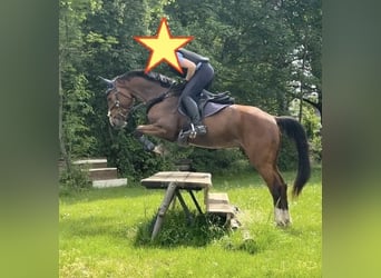 Meer warmbloeden, Ruin, 4 Jaar, 160 cm, Bruin