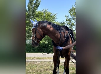 Weitere Warmblüter, Wallach, 4 Jahre, 160 cm, Brauner