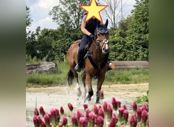 Meer warmbloeden, Ruin, 4 Jaar, 160 cm, Bruin