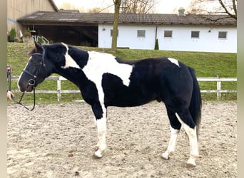 Meer warmbloeden, Ruin, 4 Jaar, 160 cm, Gevlekt-paard