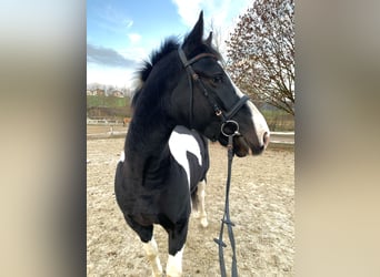 Meer warmbloeden, Ruin, 4 Jaar, 160 cm, Gevlekt-paard