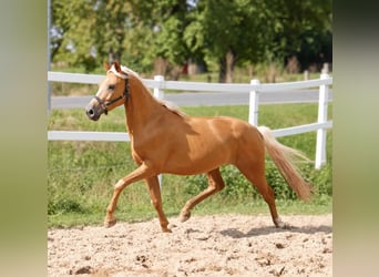 Meer warmbloeden, Ruin, 4 Jaar, 160 cm, Palomino