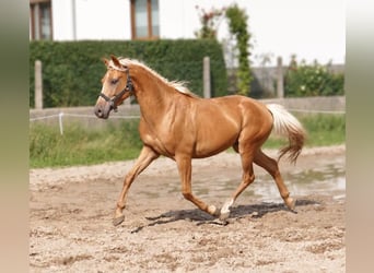 Meer warmbloeden, Ruin, 4 Jaar, 160 cm, Palomino