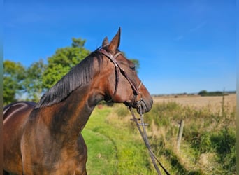 Meer warmbloeden Mix, Ruin, 4 Jaar, 160 cm